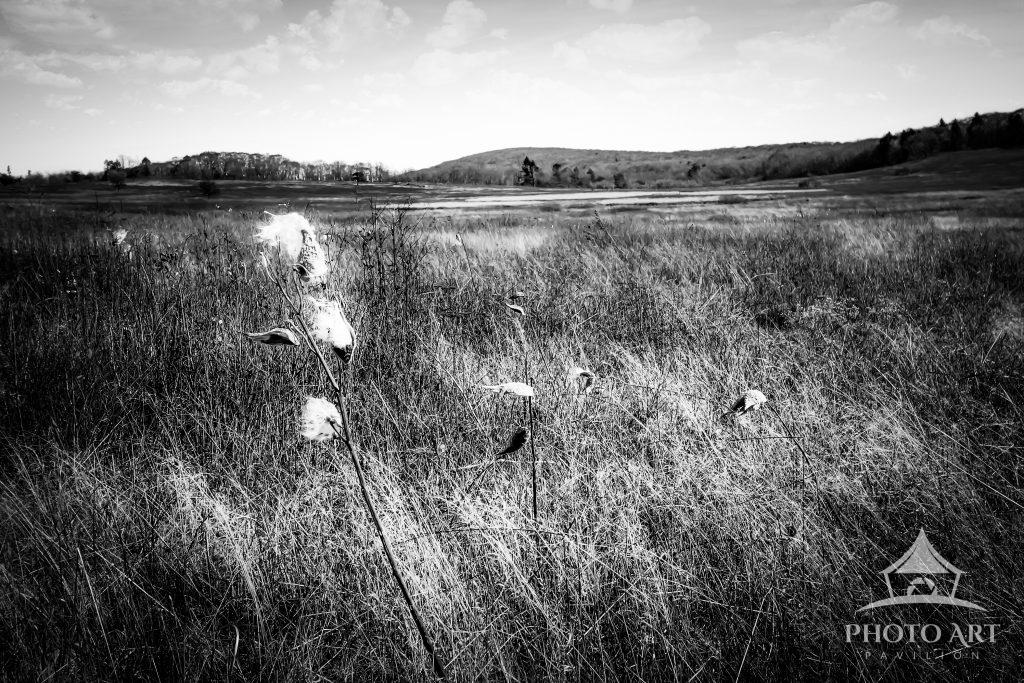 Milkweed In The Meadow Photo Art Pavilion
